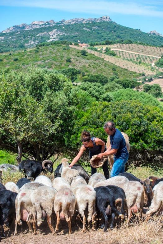 Ferme De Roccapina Panzió Sarragia Kültér fotó