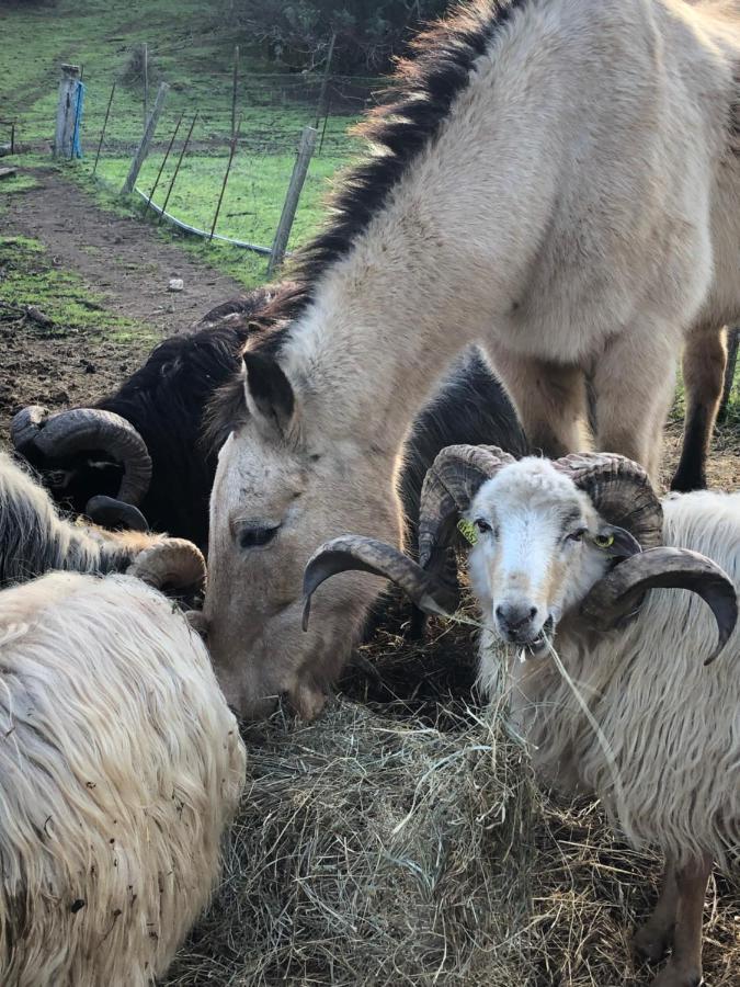 Ferme De Roccapina Panzió Sarragia Kültér fotó